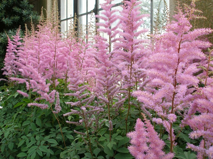 Bright pink astilbe