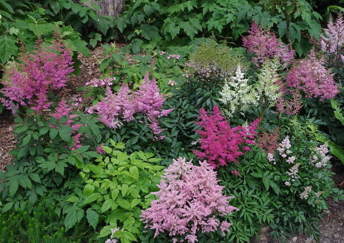 Astilbe in a garden bed