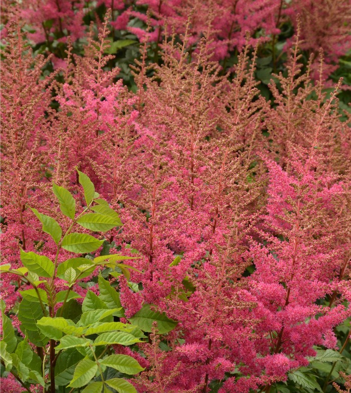 Pink peach astilbe