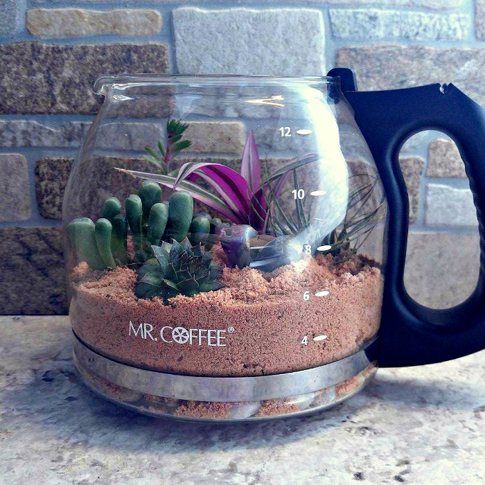 Coffee pot terrarium planted with succulents