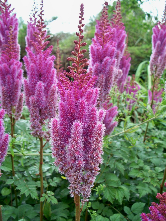 Purple False goat's beard astilbe