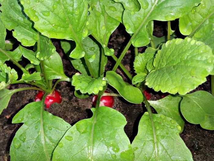 Radishes are sweeter when the temperatures are cool.