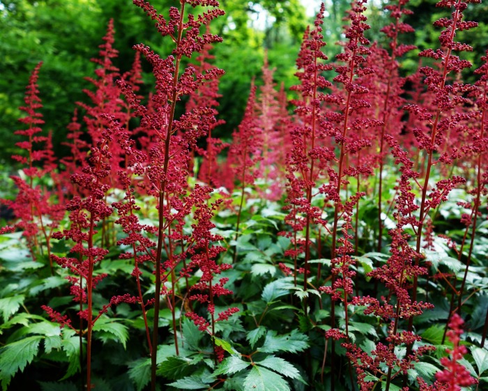 Red astilbe