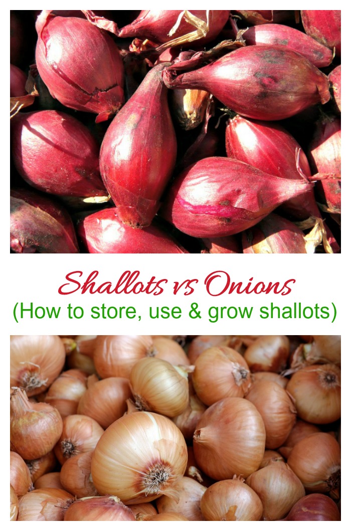 What are shallots? This guide to buying, storing and using shallots is a help for using this root vegetable. Also get some growing tips, too.