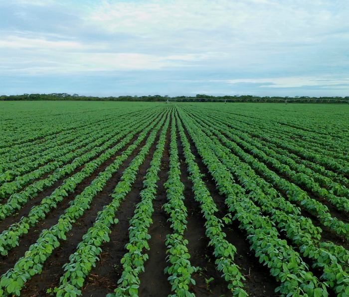 Common GMO seeds are soybeans