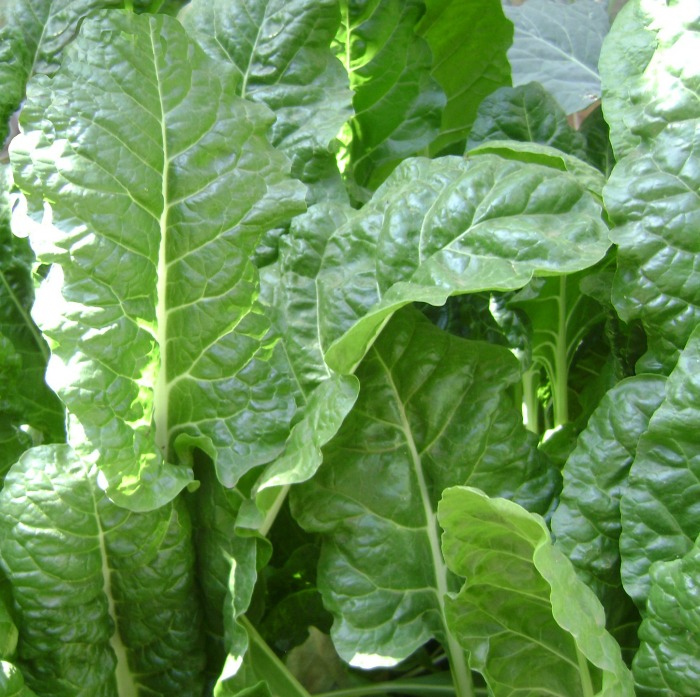 Spinach is a popular cold hardy vegetable