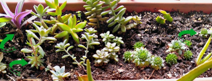 Succulents cuttings.