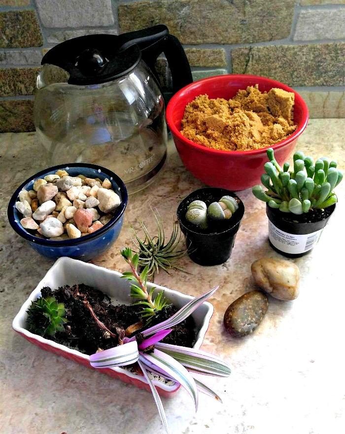 Plants and supplies for a coffee pot terrarium