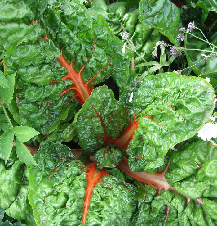 Swiss chard is a biennial that likes cool temperatures