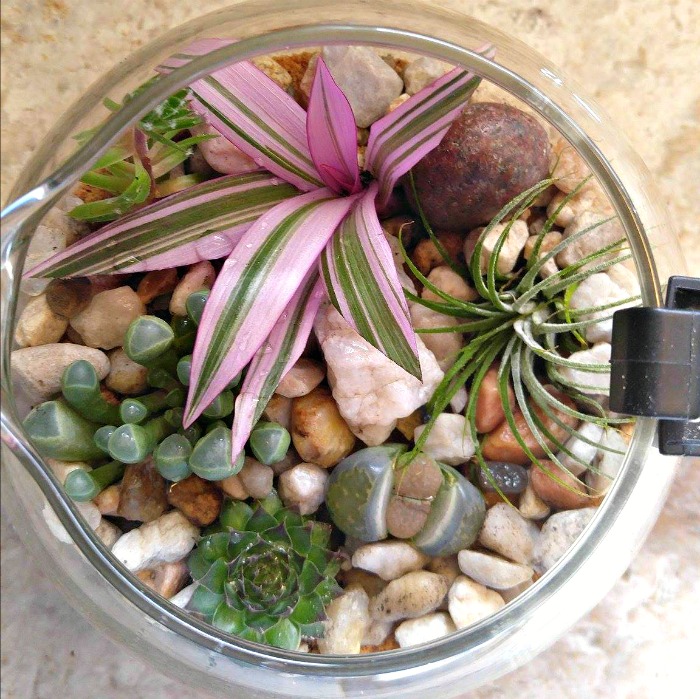 Watering the terrarium
