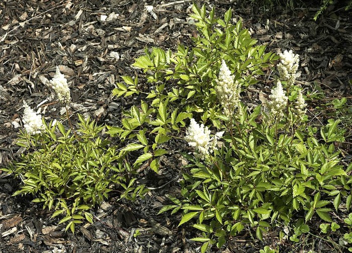 Small white astilbe