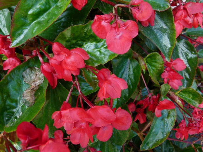 Dragon wing begonia