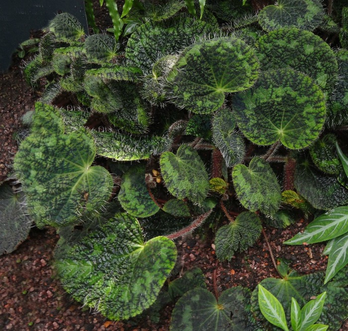 Begonia sizemoreae