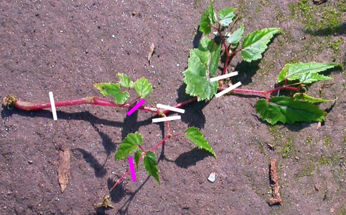 cuttings of begonias