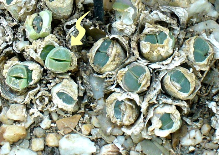 Lithops shedding old leaves and dividing
