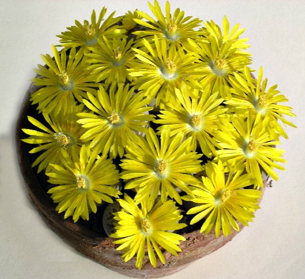 Lithops Dorotheae in flower