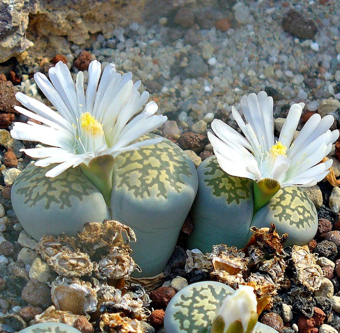 Lithops Salicola in flower