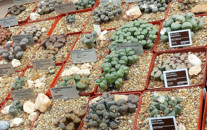 Varieties of Lithops