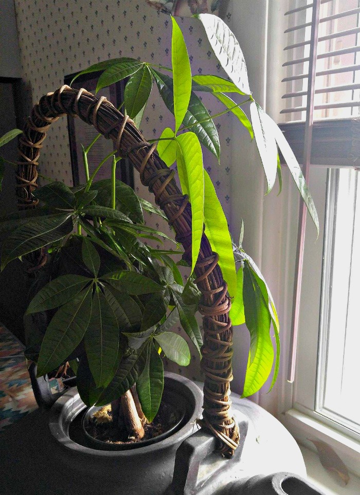 Braided money plant in a sunny window