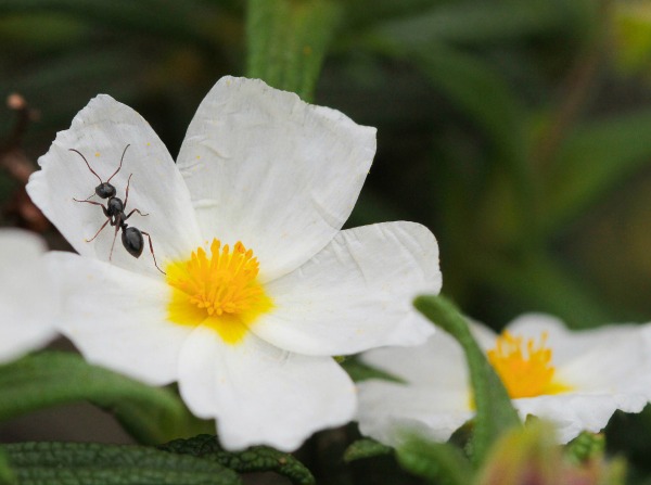 Ants on a flower