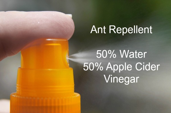 Ant repellent made with apple cider vinegar and water