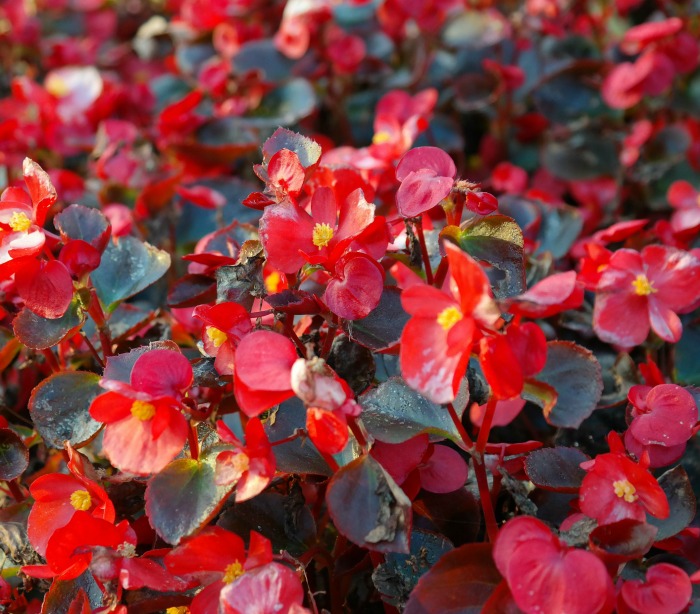 Common bedding begonias