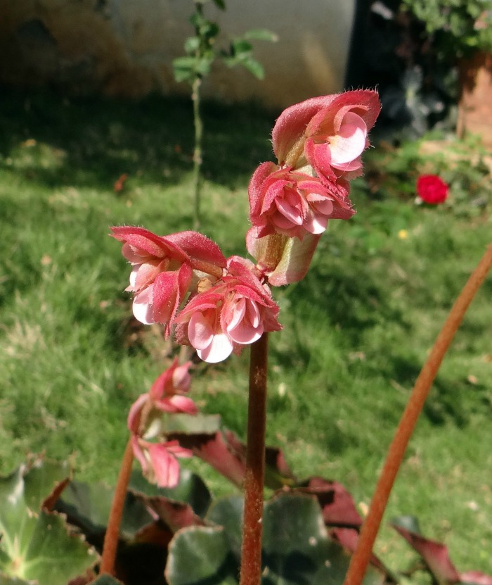 tuberous begonia flowers