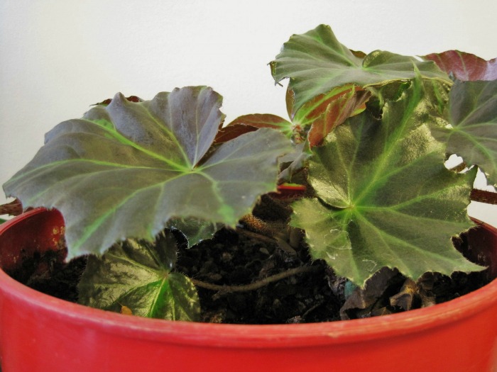 tuberous begonia leaves