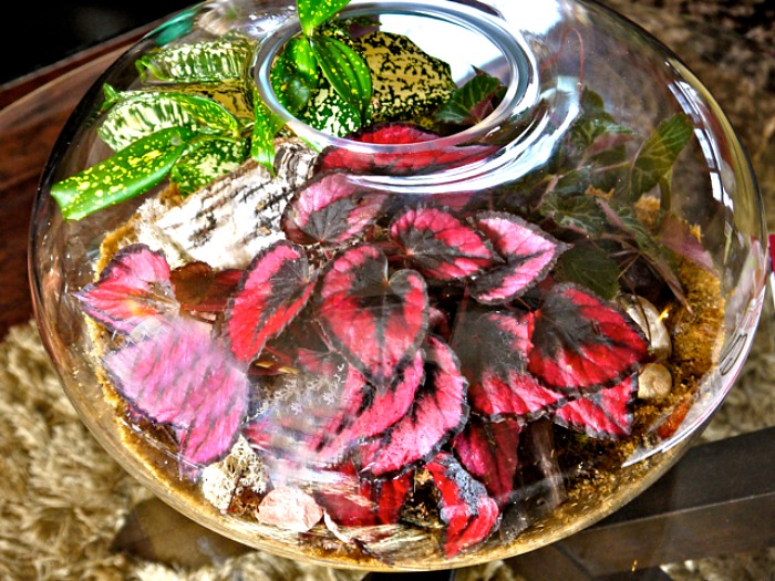 Begonias are great for terrariums