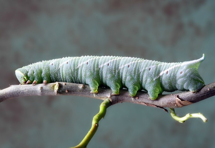 Caterpillars and other pests can decimate a vegetable garden