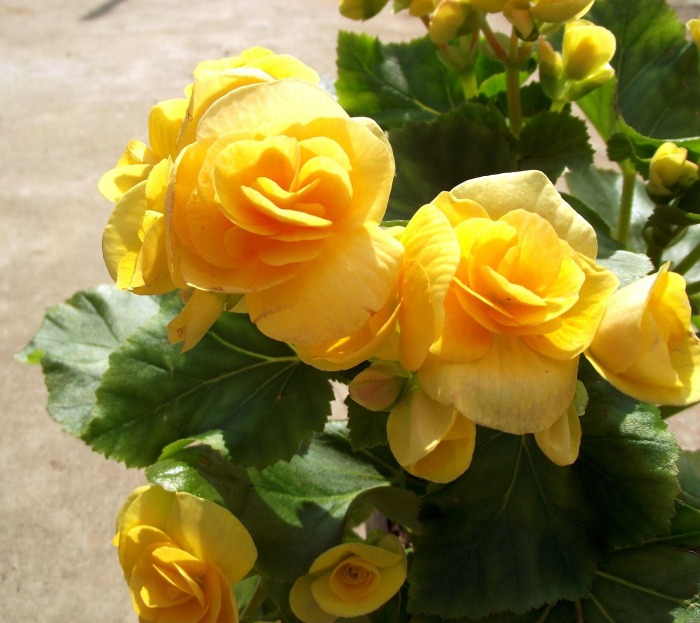 double flower tuberous begonia