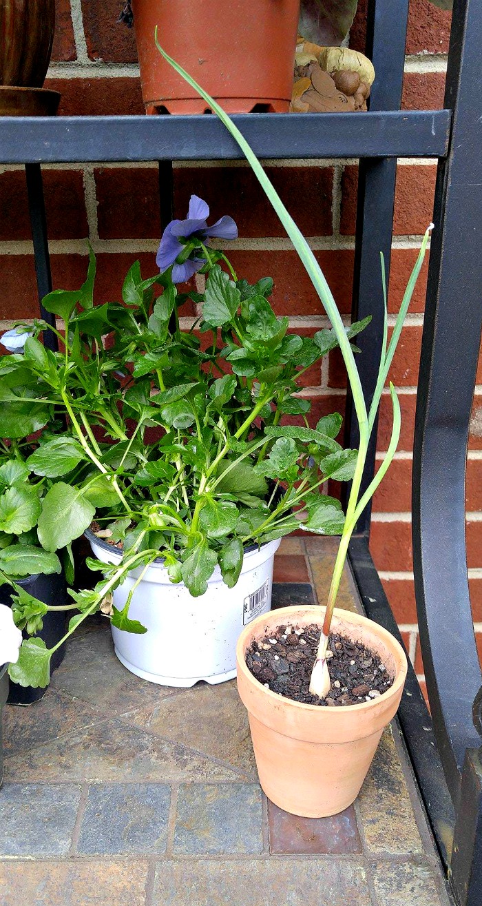 Garlic greens in pot