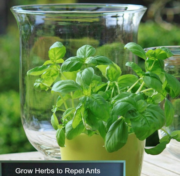 Grown an herb kitchen garden to repel ants