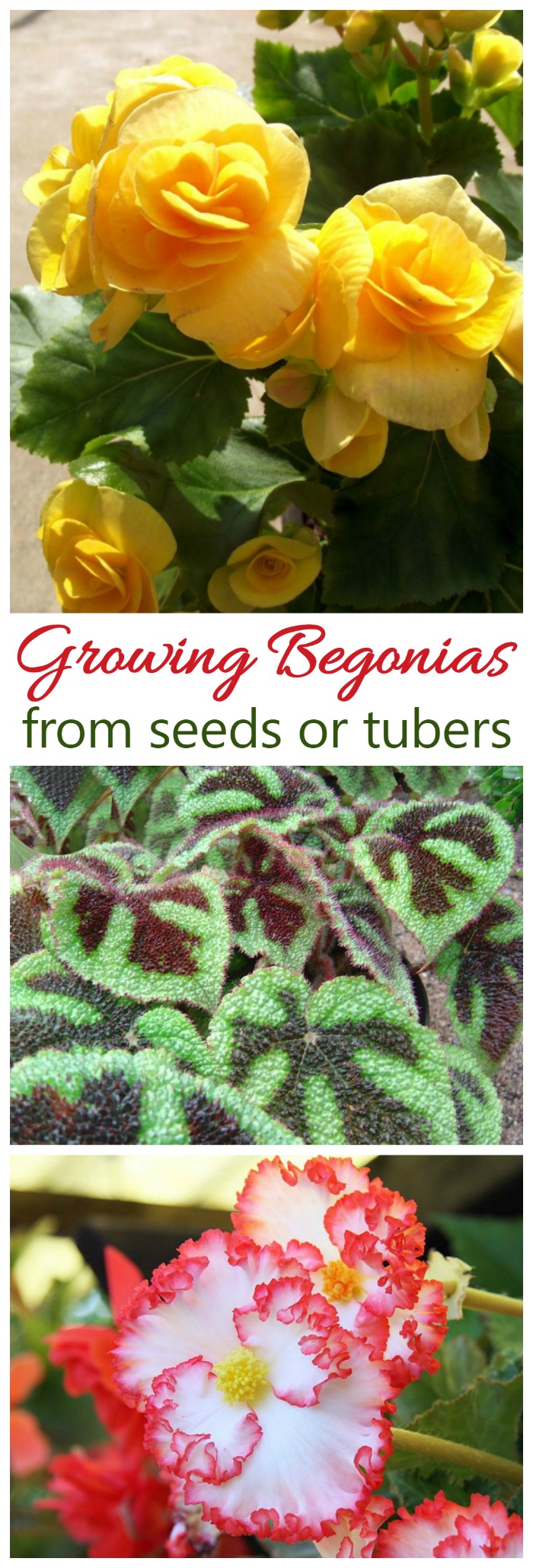 Begonias are very popular worldwide. The flower in the shade outdoors and are easy to grow as indoor plants. The flowers on them are amazing!