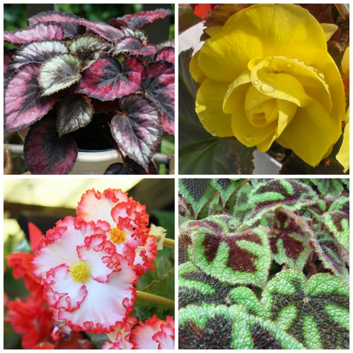 Growing Begonias – The Showy Houseplant with Amazing Flowers and Leaves