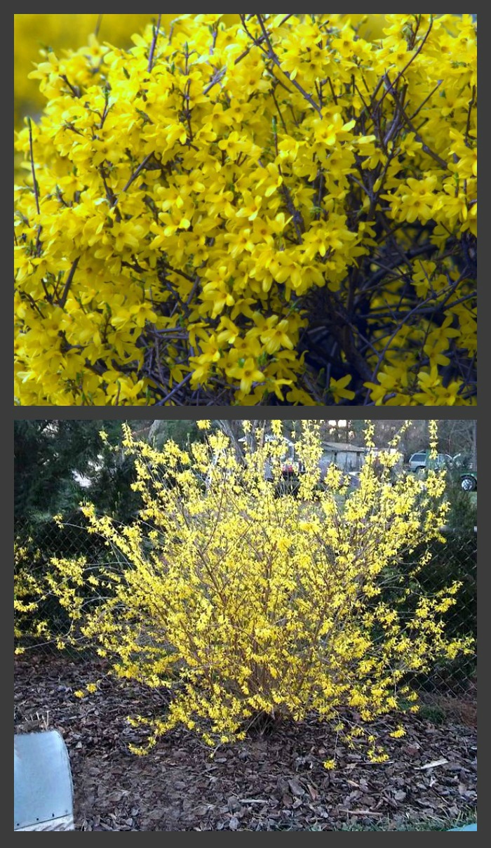 Forsythia bushes in bloom