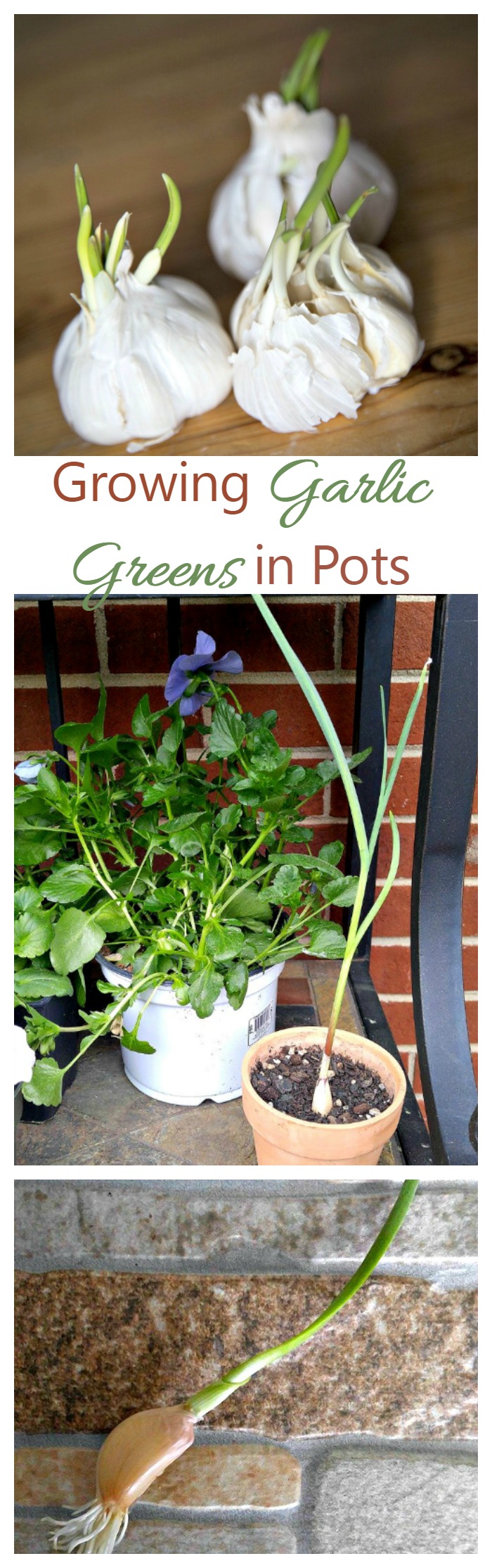 Growing garlic greens in pots is very easy to do. I started with a piece of sprouted garlic and have a foot tall plant a month later.