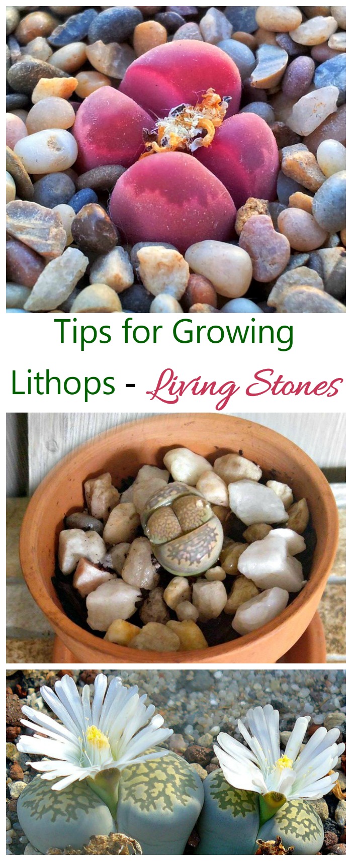 Lithops, commonly known as living stones, are an interesting succulent that makes a great house plant.