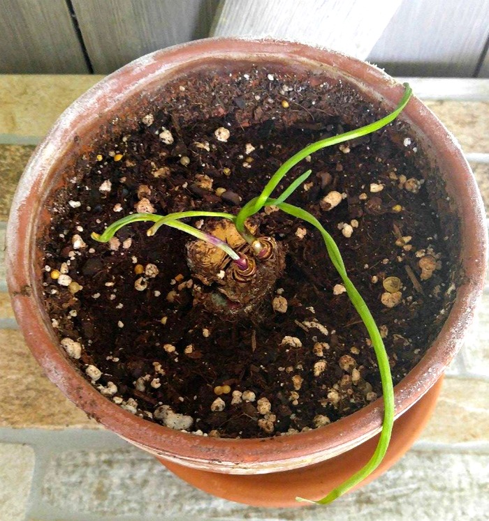 Vidalia onion bottom after about two weeks in soil