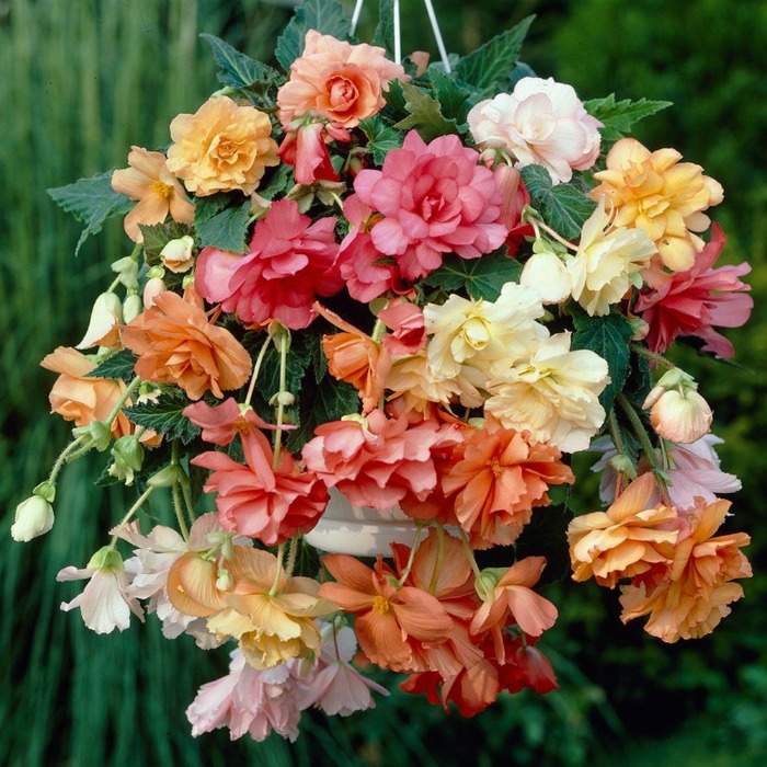Hanging basket begonia