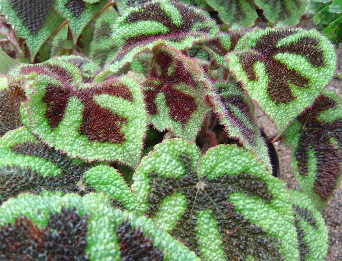 Iron cross begonia