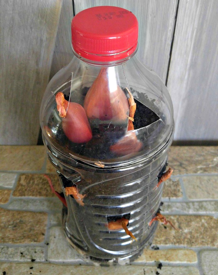 Plant the onions to the top of the bottle