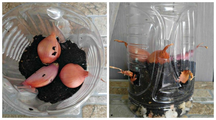Onions in layers in soil in the bottle