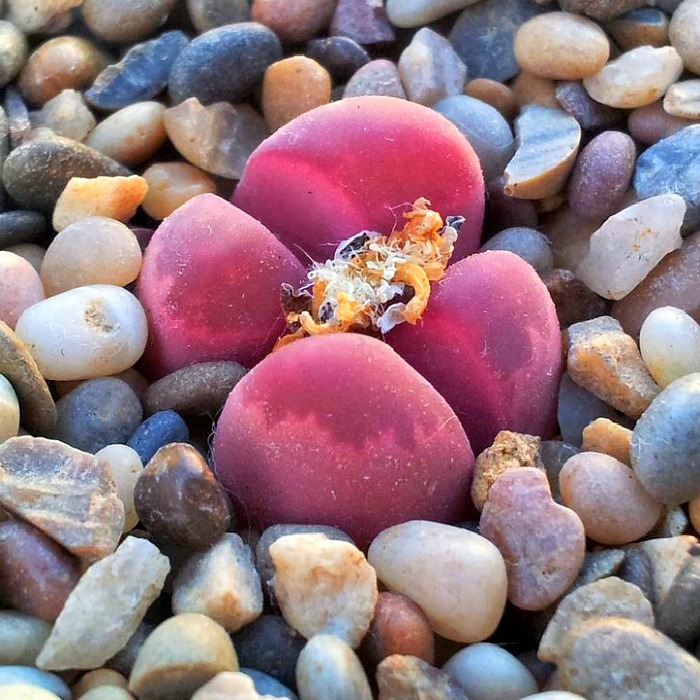Lithops Care – How to Grow Living Stones