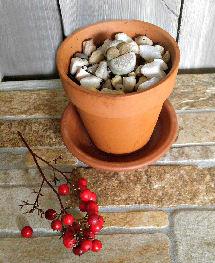 Lithops - Living Stone