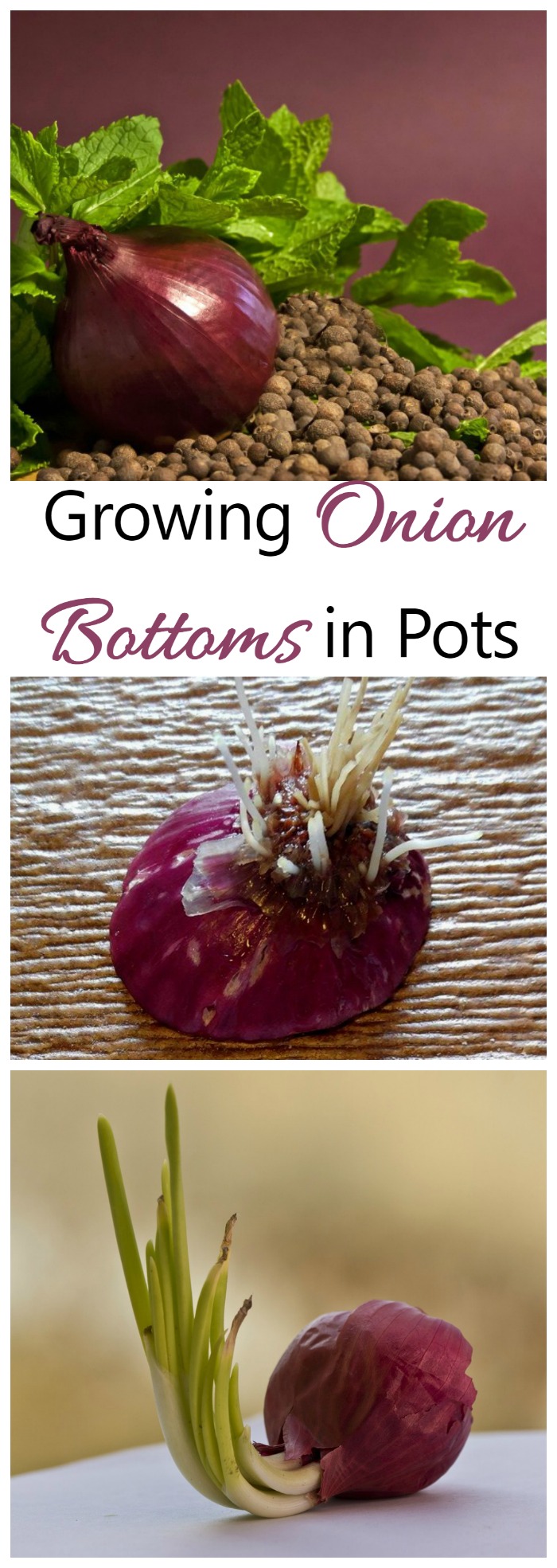 Growing onions from bottom is really easy to do. You can start with a sprouted onion, or cut off the bottom and grow it from that piece.