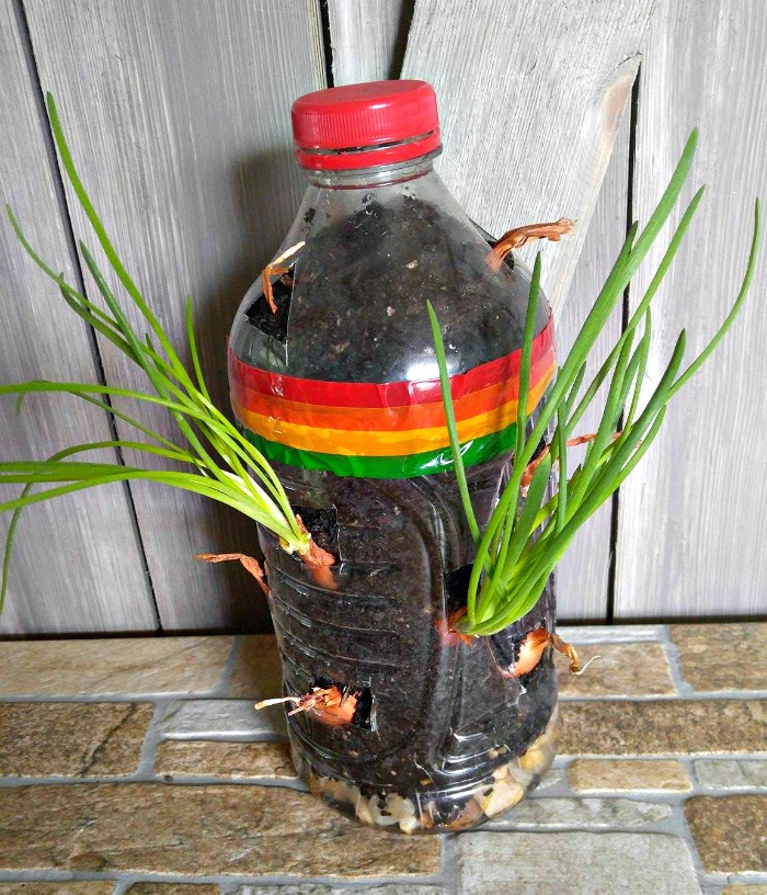 Sprouted onions in a bottle