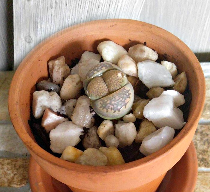 Use rocks for a natural look
