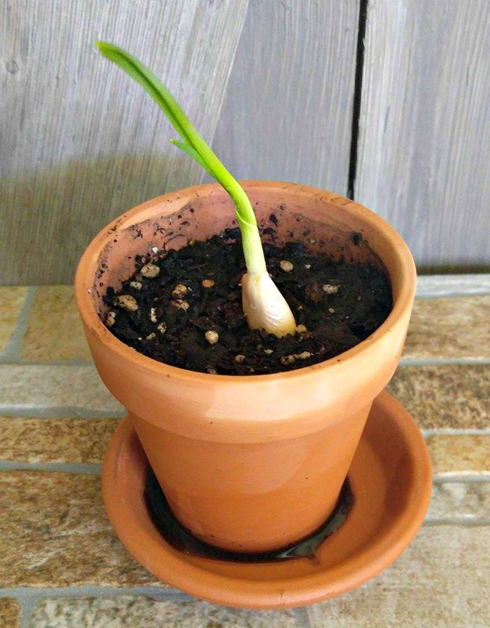 I buried the garlic clove, root side down in a pot of soil.