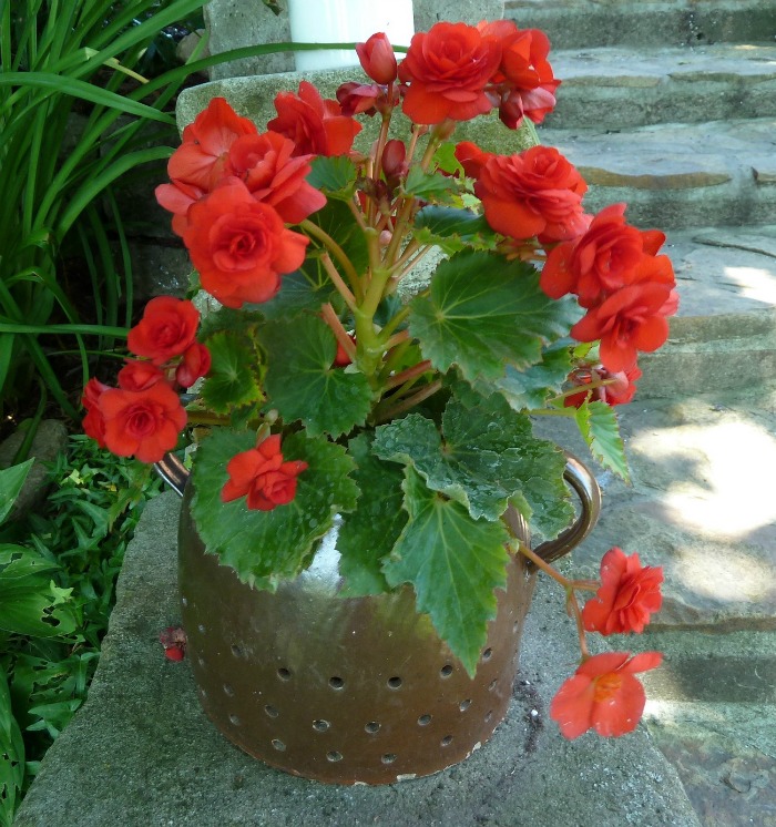 Potted tuberous begonia